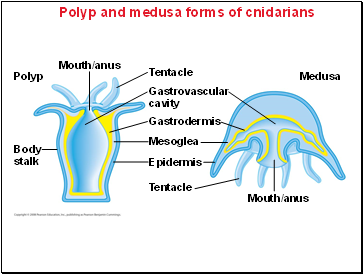 Polyp and medusa forms of cnidarians