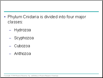 Phylum Cnidaria is divided into four major classes: