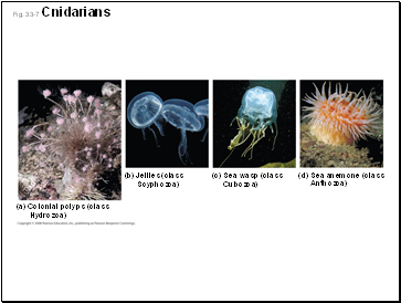 Fig. 33-7 Cnidarians