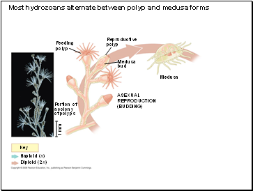 Most hydrozoans alternate between polyp and medusa forms