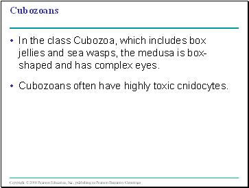 Cubozoans