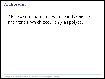 Anthozoans