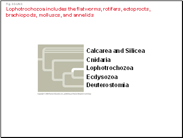 Fig. 33-UN3 Lophotrochozoa includes the flatworms, rotifers, ectoprocts, brachiopods, molluscs, and annelids