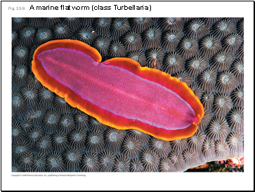 Fig. 33-9 A marine flatworm (class Turbellaria)