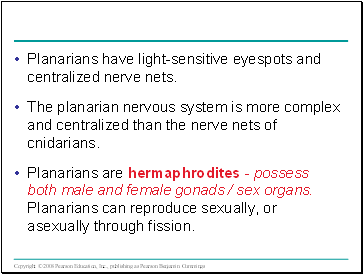 Planarians have light-sensitive eyespots and centralized nerve nets.