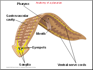 Anatomy of a planarian