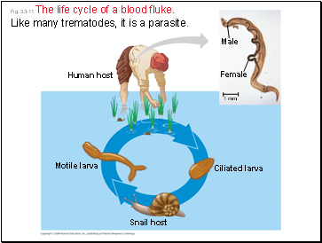Fig. 33-11 The life cycle of a blood fluke. Like many trematodes, it is a parasite.