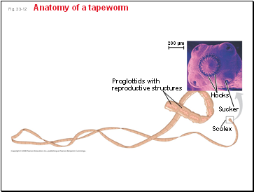 Fig. 33-12 Anatomy of a tapeworm