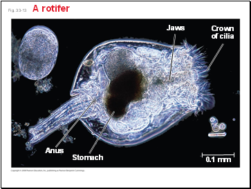 Fig. 33-13 A rotifer