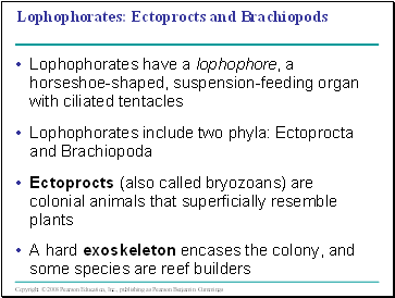 Lophophorates: Ectoprocts and Brachiopods