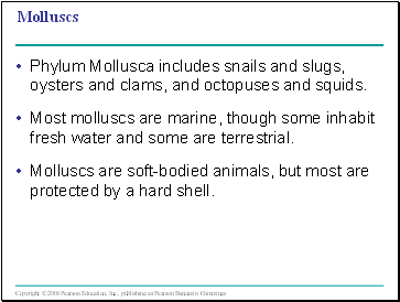 Molluscs