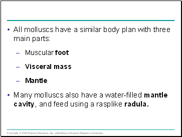 All molluscs have a similar body plan with three main parts: