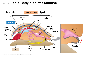 Fig. 33-15 Basic Body plan of a Mollusc