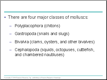 There are four major classes of molluscs: