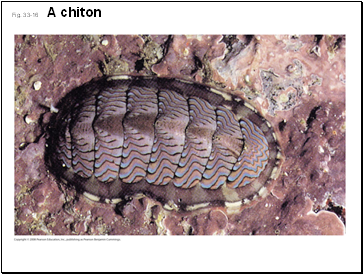 Fig. 33-16 A chiton