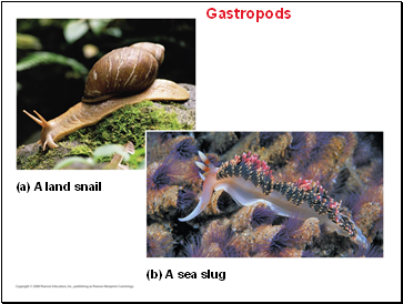 Gastropods