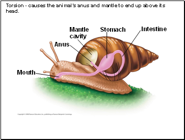 Torsion - causes the animals anus and mantle to end up above its head.