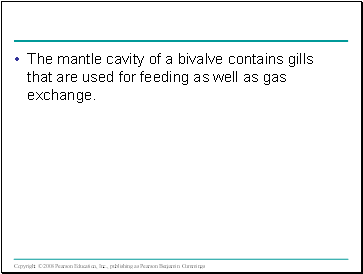 The mantle cavity of a bivalve contains gills that are used for feeding as well as gas exchange.