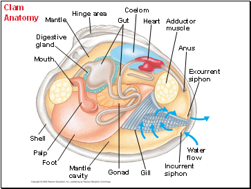 Clam Anatomy