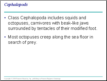 Cephalopods