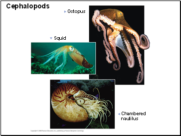 Cephalopods