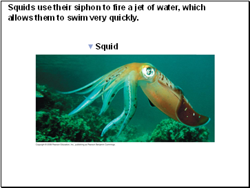 Squids use their siphon to fire a jet of water, which allows them to swim very quickly.