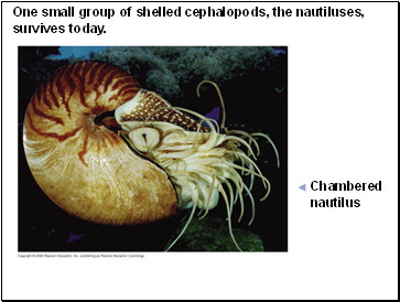 One small group of shelled cephalopods, the nautiluses, survives today.