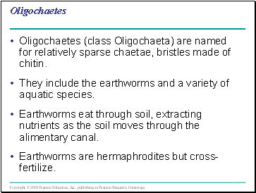 Oligochaetes