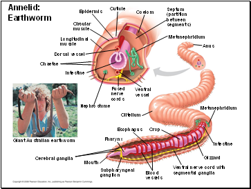 Annelid: Earthworm
