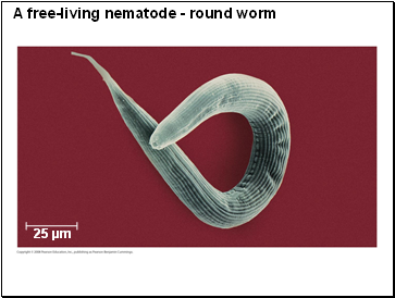 A free-living nematode - round worm