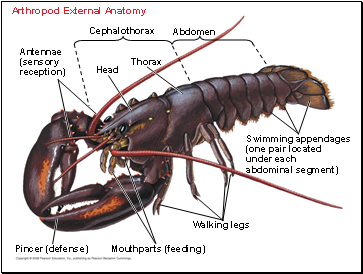 Arthropod External Anatomy