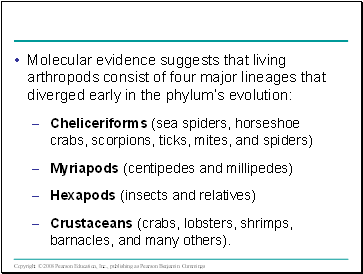 Molecular evidence suggests that living arthropods consist of four major lineages that diverged early in the phylums evolution:
