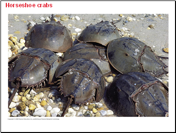 Horseshoe crabs