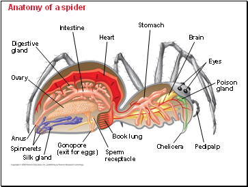 Anatomy of a spider