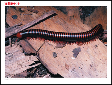 millipede