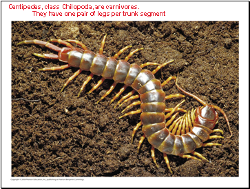 Centipedes, class Chilopoda, are carnivores. They have one pair of legs per trunk segment