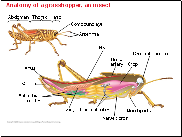 Anatomy of a grasshopper, an insect