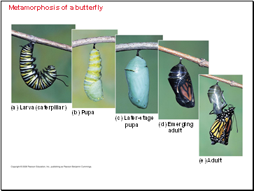 Metamorphosis of a butterfly