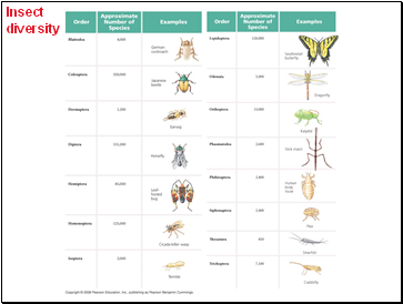 Insect diversity