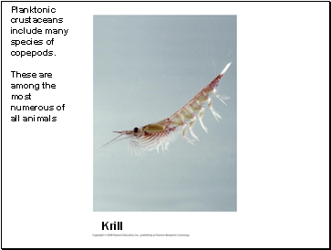 Planktonic crustaceans include many species of copepods. These are among the most numerous of all animals