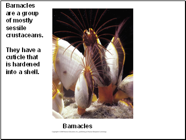 Barnacles are a group of mostly sessile crustaceans. They have a cuticle that is hardened into a shell.