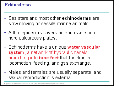 Echinoderms