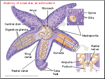 Anatomy of a sea star, an echinoderm