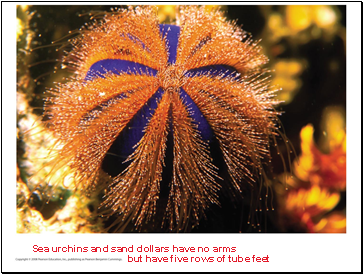 Sea urchins and sand dollars have no arms
