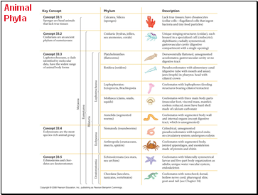 Animal Phyla