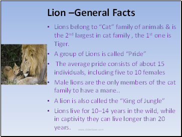 Lion –General Facts