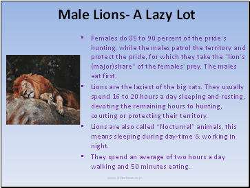 Male Lions- A Lazy Lot