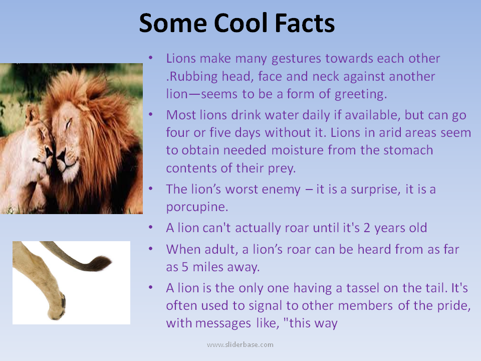 Facts about animals