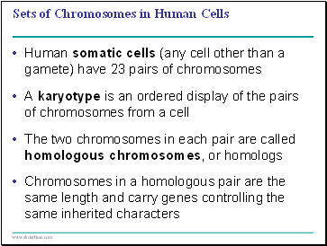 Sets of Chromosomes in Human Cells