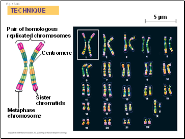 Fig. 13-3b